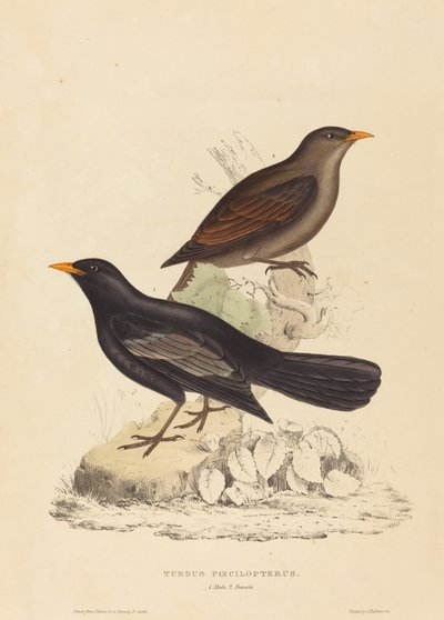 Turdus Poecilopterus (atsteekkien rastas) tekijältä Elizabeth Gould
