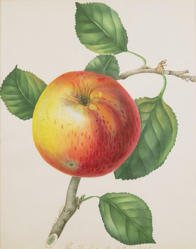 Omena, noin 1835 (wc) tekijältä Elizabeth Jane Hill