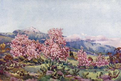 Mantelinkukka, Orotavan laakso (väri litho) tekijältä Ella Du Cane