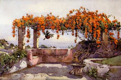 Bignonia Venusta (väri litho) tekijältä Ella Du Cane