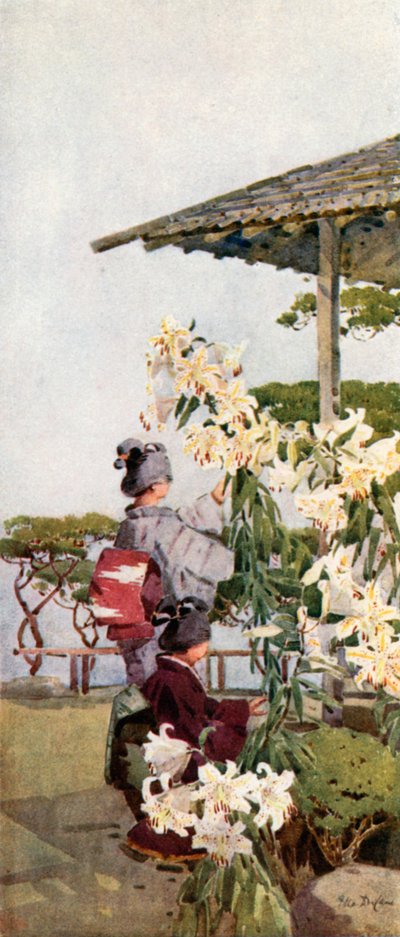 Kultainen lilja (väri litho) tekijältä Ella Du Cane