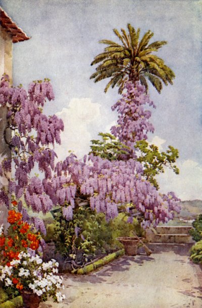 Wistaria, Quinta Da Levada (väri litho) tekijältä Ella Du Cane