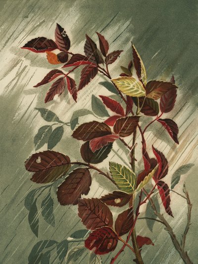  tekijältä Ellen Thayer Fisher