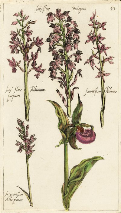 Erilaisia eurooppalaisia orkideoita, naisten tohveliorkidea, Cypripedium calceolus tekijältä Emanuel Sweert
