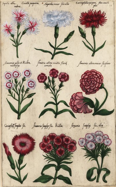 Erilaisia neilikkalajikkeita, Dianthus caryophyllus tekijältä Emanuel Sweert
