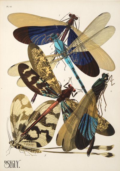 Levy 10 osoitteesta Insectes, pub. 1930-luku (pochoor print) tekijältä Émile Allain Séguy