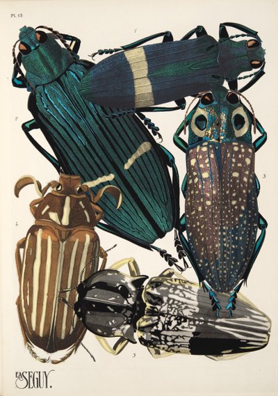 Levy 13, Insectes, pub. 1930-luku (pochoor print) tekijältä Émile Allain Séguy