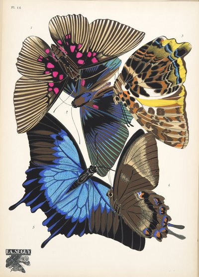 Lauta 16, Butterflies, pub. 1925 (stensiiliprintti) tekijältä Émile Allain Séguy