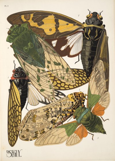Levy 2, Insectes, pub. 1930-luku (pochoor print) tekijältä Émile Allain Séguy