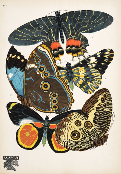 Levy 2, Butterflies, pub. 1925 (stensiiliprintti) tekijältä Émile Allain Séguy