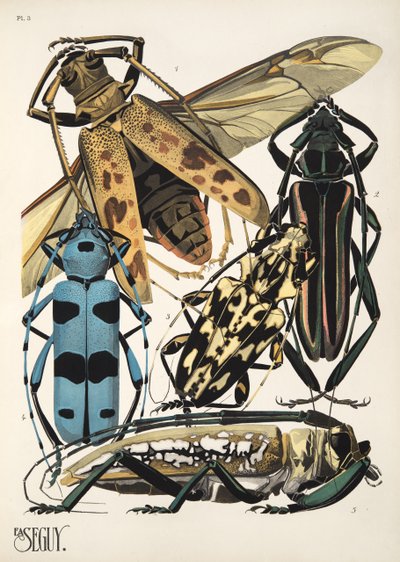 Levy 3, Insectes, pub. 1930-luku (pochoor print) tekijältä Émile Allain Séguy