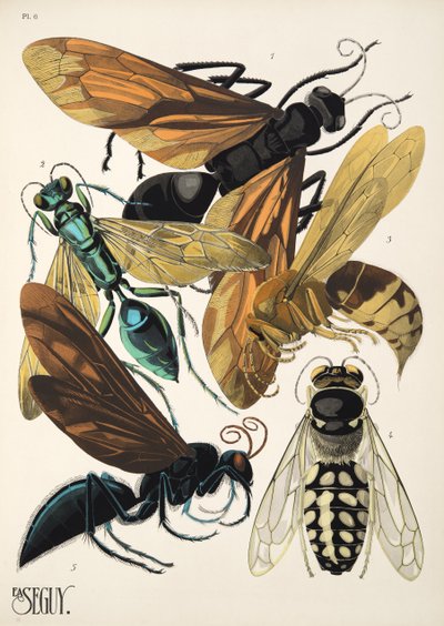 Levy 6 osoitteesta Insectes, pub. 1930-luku (pochoor print) tekijältä Émile Allain Séguy