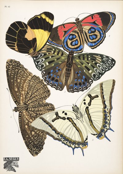 Lauta 12, Butterflies, pub. 1925 (stensiiliprintti) tekijältä Émile Allain Séguy