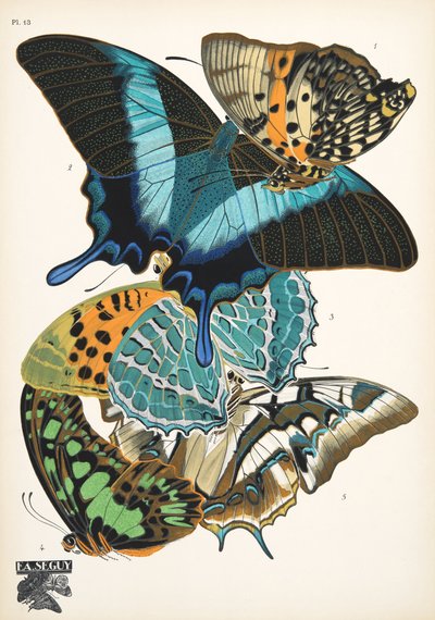 Lauta 13, Butterflies, pub. 1925 (stensiiliprintti) tekijältä Émile Allain Séguy