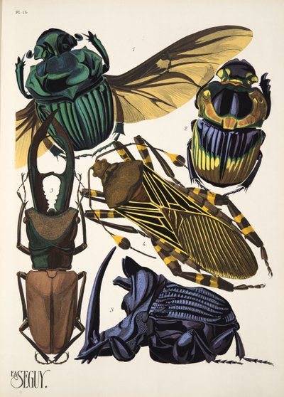 Levy 15 osoitteesta Insectes, pub. 1930-luku (pochoor print) tekijältä Émile Allain Séguy