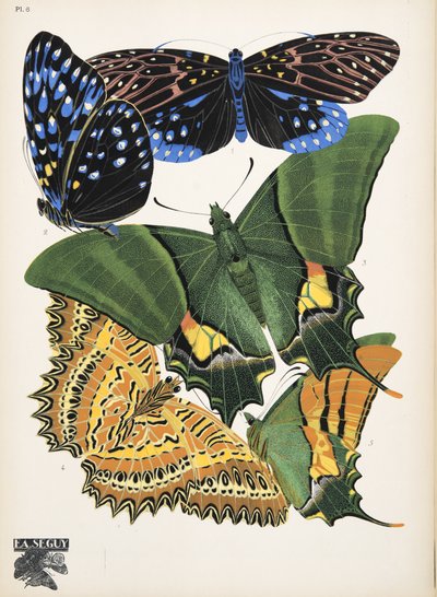 Lauta 6, Butterflies, pub. 1925 (stensiiliprintti) tekijältä Émile Allain Séguy