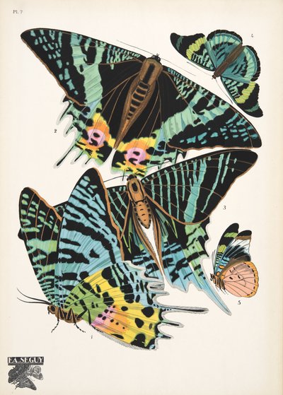 Lauta 7, Butterflies, pub. 1925 (stensiiliprintti) tekijältä Émile Allain Séguy