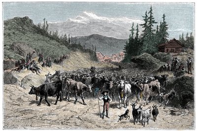 Alpit: Jodel tai lähtevät karjat (lehmät, vuohet) kohti laitumia. Emile Bayardin kuvitus kirjalle Les Montagnes d