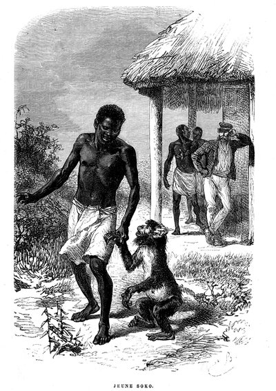 Nuori Soko-apina Afrikassa. Emile Bayardin (1837-1891) kaiverrus, joka kuvaa tutkimusmatkailija David Livingstonen viimeisiä tarinoita tekijältä Emile Antoine Bayard