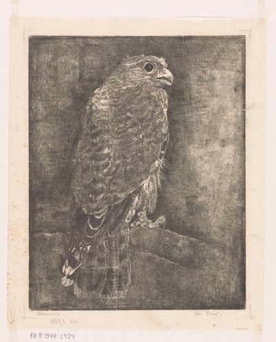 Haukka oksalla tekijältä Emilius Wilhelmus Dehé (signed by artist)