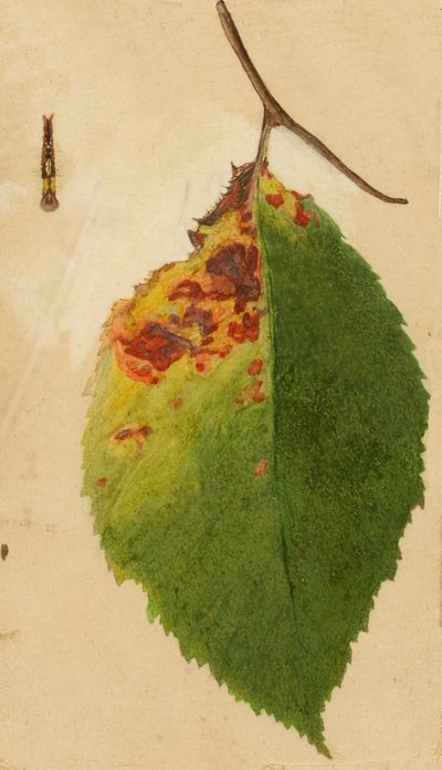 Rypistynyt ja kuihtunut lehtireuna, joka jäljittelee toukkaa..., 1800-luvun loppu - 1900-luvun alku. tekijältä Emma Beach Thayer