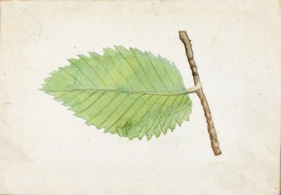 Jagged Leaf Edge Caterpillar..., 1800-luvun loppu - 1900-luvun alku. tekijältä Emma Beach Thayer