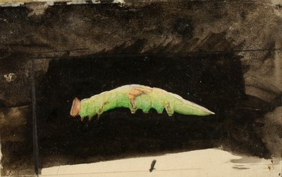 Suurempi täplikäs rantalehden reunan toukka, opinnäytetyö kirjaa varten Concealing Coloration in the Animal Kingdom varten. tekijältä Emma Beach Thayer