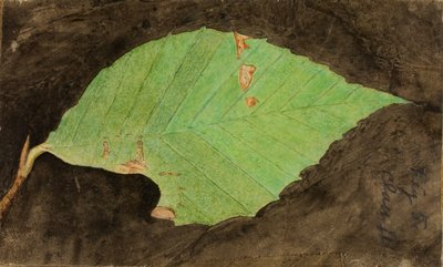 Pienempi täplikäs rantalehden reunan toukka, opinnäytetyö kirjaa varten Concealing Coloration in the Animal Kingdom varten. tekijältä Emma Beach Thayer
