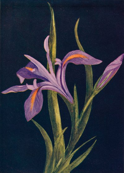 Ground Iris, c1915, 1915 tekijältä Emma Graham Clock
