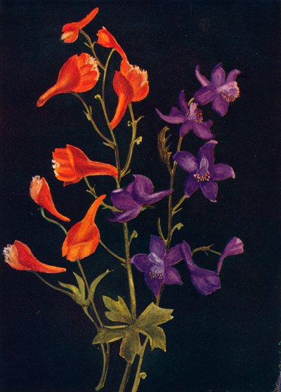 Scarlet and Blue Larkspur, c1915, 1915 tekijältä Emma Graham Clock