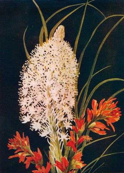 Squaw Grass and Scarlet Paint Brush, c1915, 1915 tekijältä Emma Graham Clock