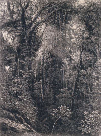 Näkymä rotkolle Apian yllä, Upolu, Länsi-Samoa, 1877 (hiili paperilla) tekijältä Emma Sandys