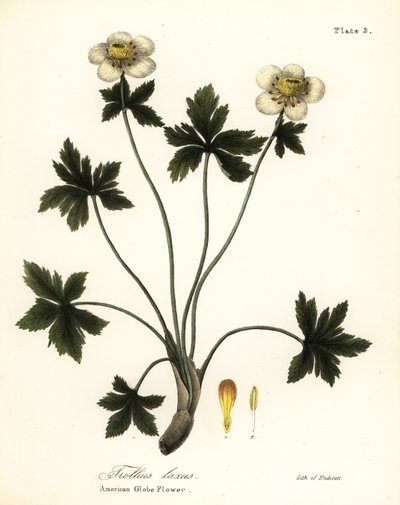 Amerikkalainen maapallokukka tai amerikkalainen leviävä globeflower, Trollius laxus tekijältä Endicott Endicott
