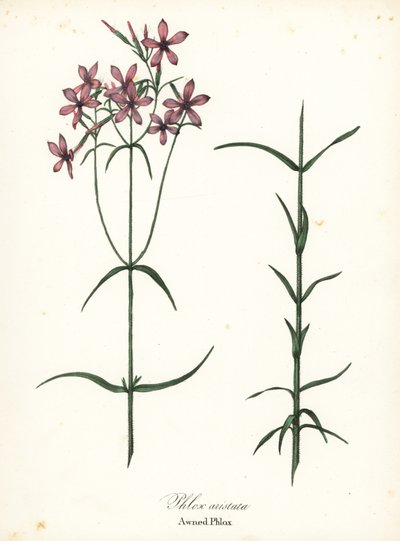 Markiisiflox, Phlox aristata tekijältä Endicott Endicott