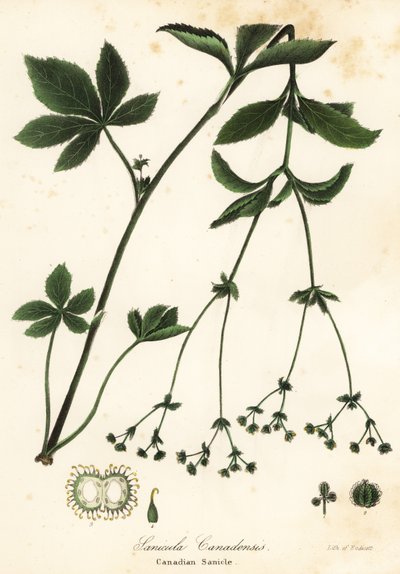 Canadian Blacksnakeroot tai Canadian Sanicle, Sanicula canadensis tekijältä Endicott Endicott