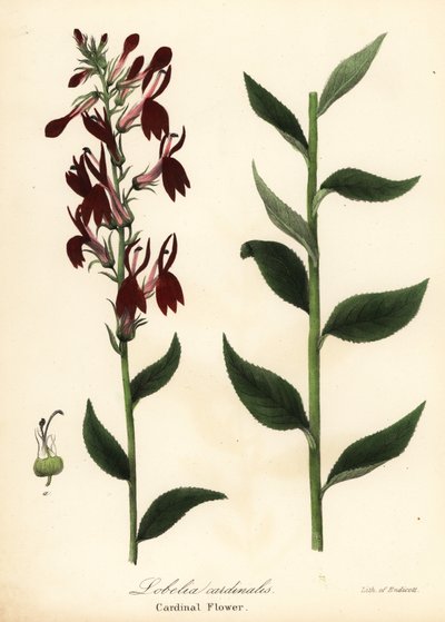 Kardinaalikukka, Lobelia cardinalis tekijältä Endicott Endicott