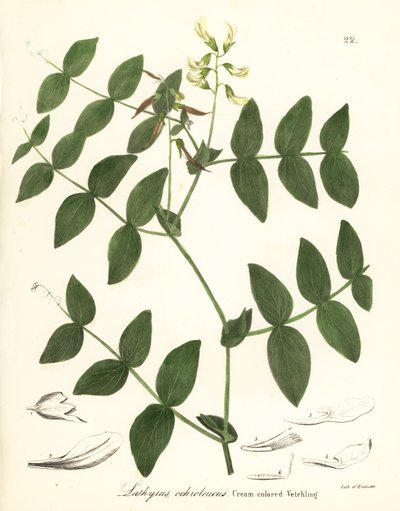 Kermaherne tai kermanvärinen virna, Lathyrus ochroleucus tekijältä Endicott Endicott