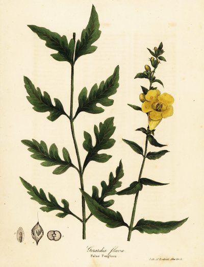 Väärä kettukäsine, Aureolaria flava (Gerardia flava) tekijältä Endicott Endicott