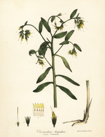 Väärä gromwell, Onosmodium hispidum tekijältä Endicott Endicott