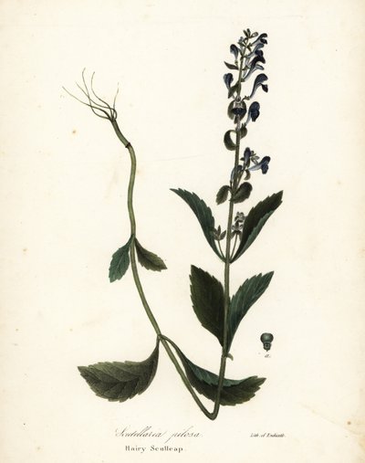Karvainen päälippis, Scutellaria elliptica (Scutellaria pilosa) tekijältä Endicott Endicott