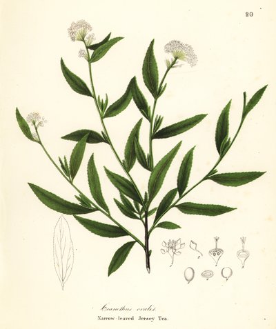 Jersey-tee, Ceanothus herbaceus (kapealehtinen Jersey-tee, Ceanothus ovalis) tekijältä Endicott Endicott
