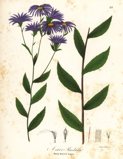 Matala karkea asteri tai karkea puuasteri, Eurybia radula (raspilehtinen asteri, Aster radula) tekijältä Endicott Endicott