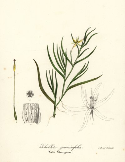 Mutajauho tai vesihyasintti, Heteranthera dubia (vesitähtiruoho, Schollera graminifolia) tekijältä Endicott Endicott