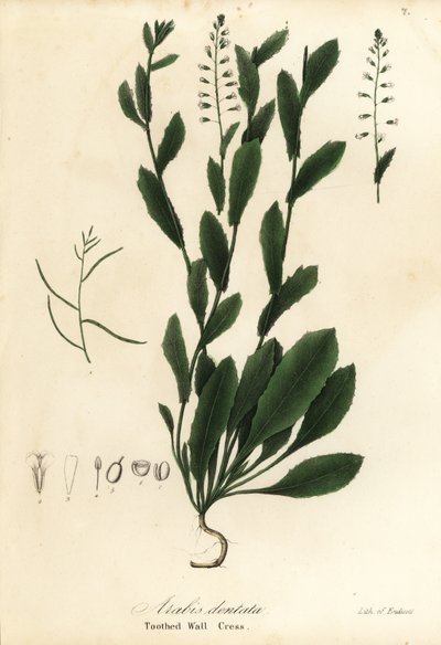 Murbeckiella pinnatifida (hammaskrassi, Arabis dentata) tekijältä Endicott Endicott