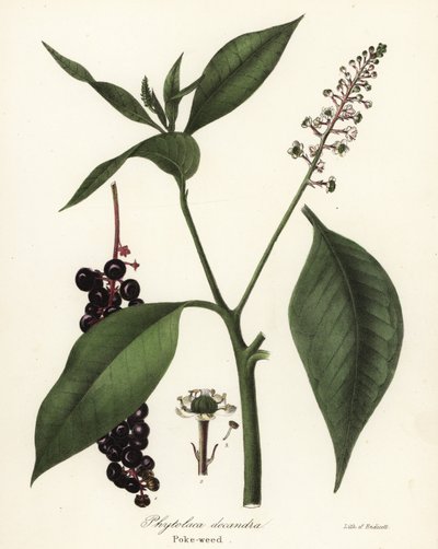 Pokeweed, Phytolacca americana (Phytolaca decandra) tekijältä Endicott Endicott
