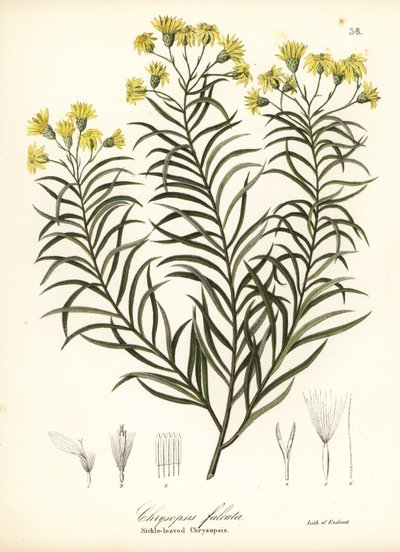 Sirppilehtinen silkkiruoho tai sirppilehtinen kultainen asteri, Pityopsis falcata (Sirppilehtinen chrysopsis, Chrysopsis falcata) tekijältä Endicott Endicott