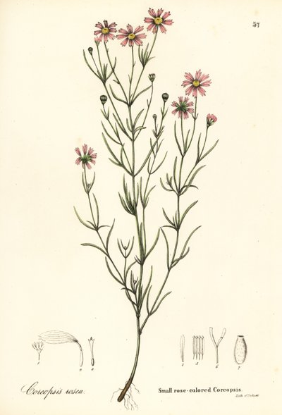 Pieni ruusunvärinen coreopsis, Coreopsis rosea tekijältä Endicott Endicott