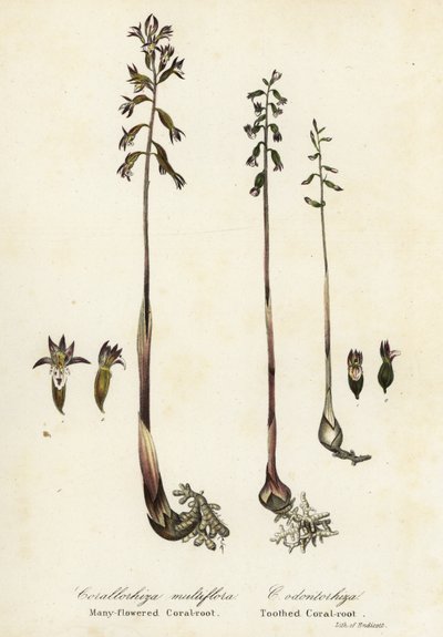 Täpläkorallijuuri, Corallorhiza maculata ja syksyinen korallijuuri, Corallorhiza odontorhiza (Monikukkainen korallijuuri, Corallorhiza multiflora ja hammaskorallijuuri, C tekijältä Endicott Endicott