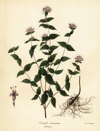 Kiviminttu, pakkasminttu, dittany ja amerikkalainen dittany, Cunila origanoides (Cunila mariana) tekijältä Endicott Endicott