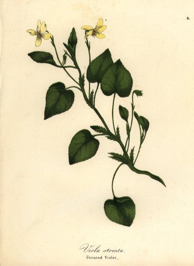 Raidallinen kermanvioletti, kermainen violetti tai juovavioletti, Viola striata tekijältä Endicott Endicott